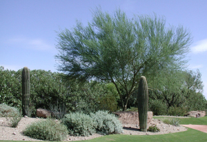 palo verde with saguaro